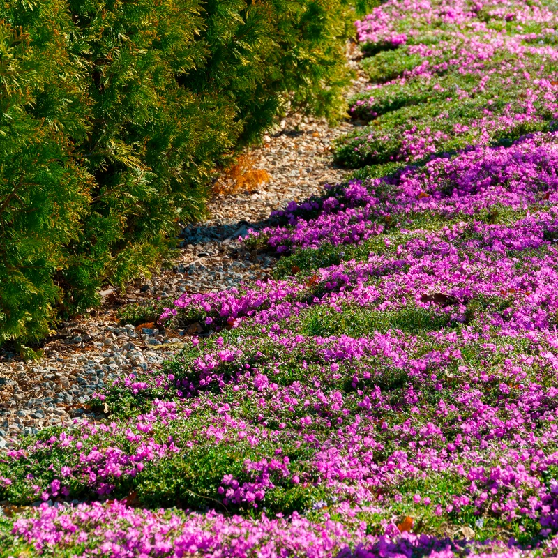 Phlox mousse McDaniel's Cushion
