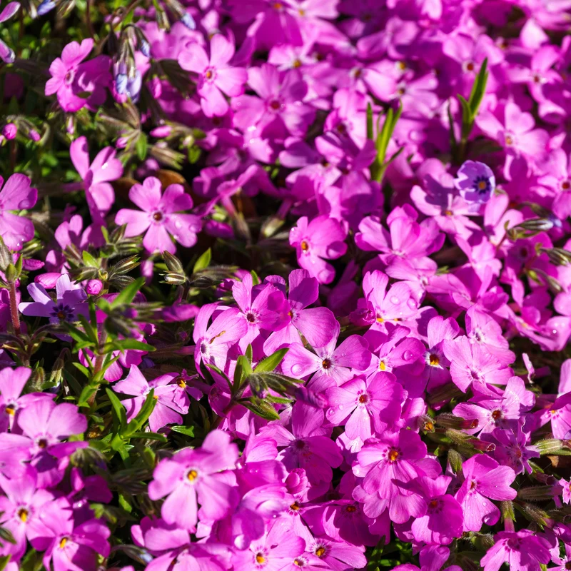 Phlox mousse McDaniel's Cushion