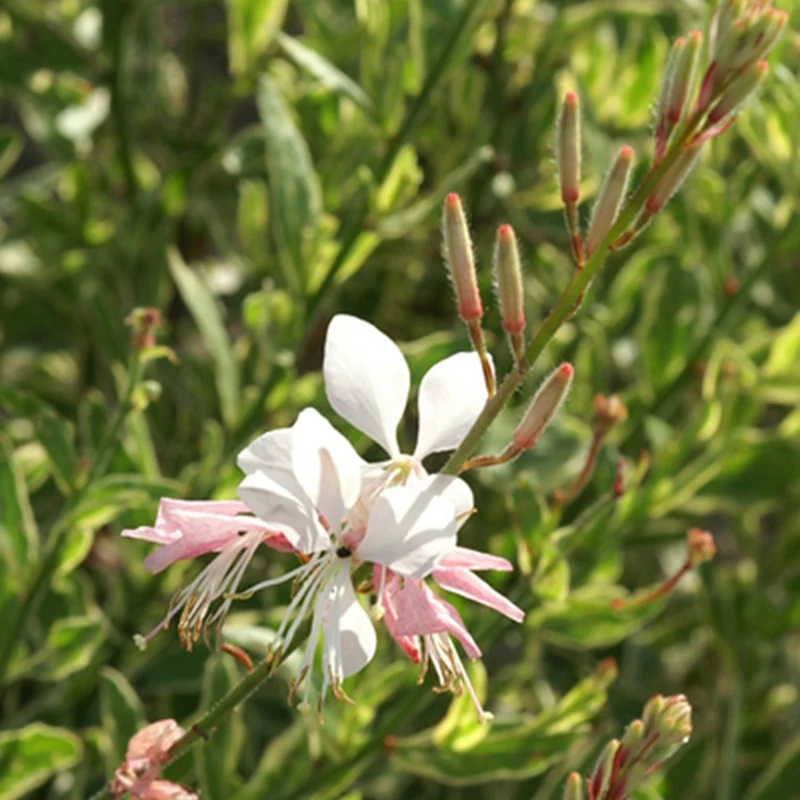 Gaura Corrie's Gold