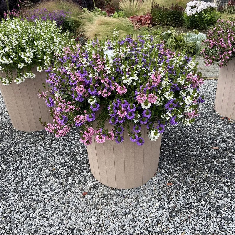 3 Scaevola rose, bleu, blanc en mélange