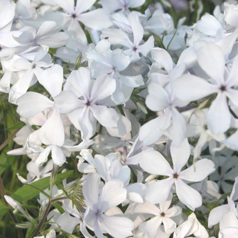 Phlox divaricata May Breeze