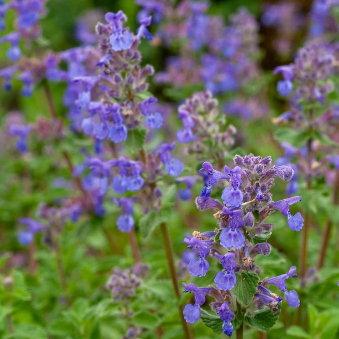 Nepeta mussinii
