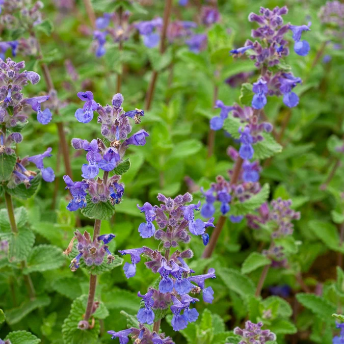 Nepeta mussinii