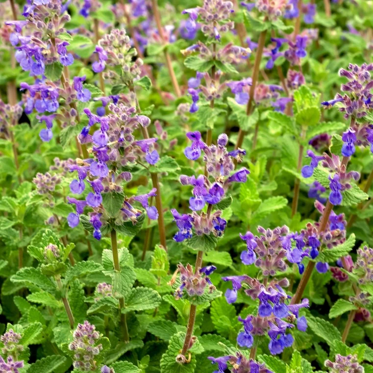 Nepeta mussinii