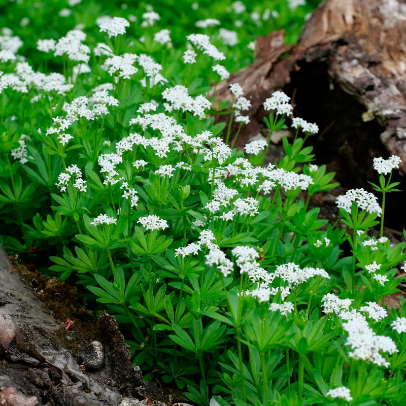 Aspérule odorante - Petit Muguet