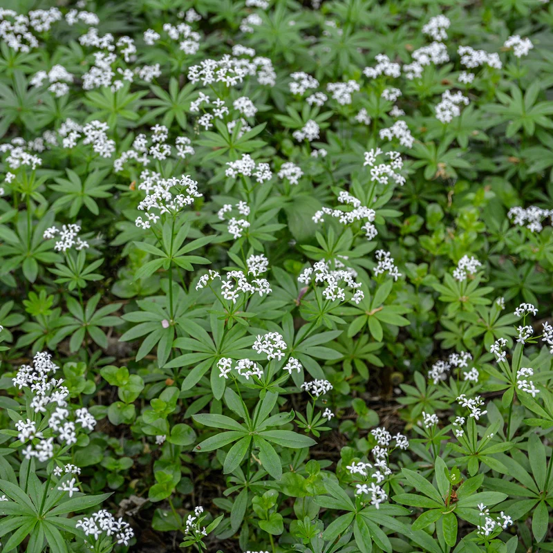 Aspérule odorante - Petit Muguet