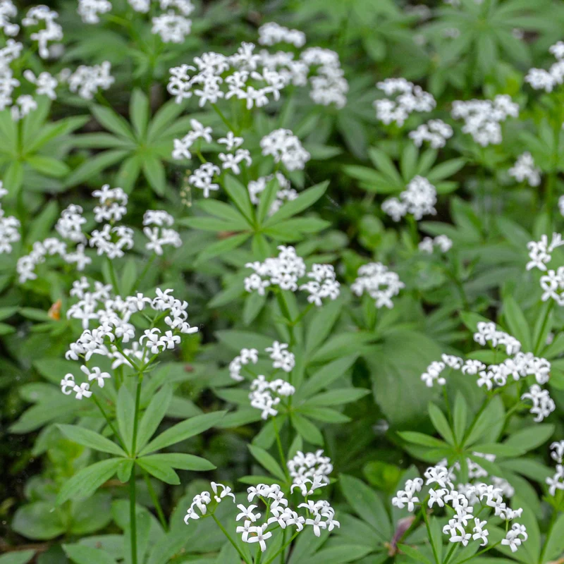 Aspérule odorante - Petit Muguet
