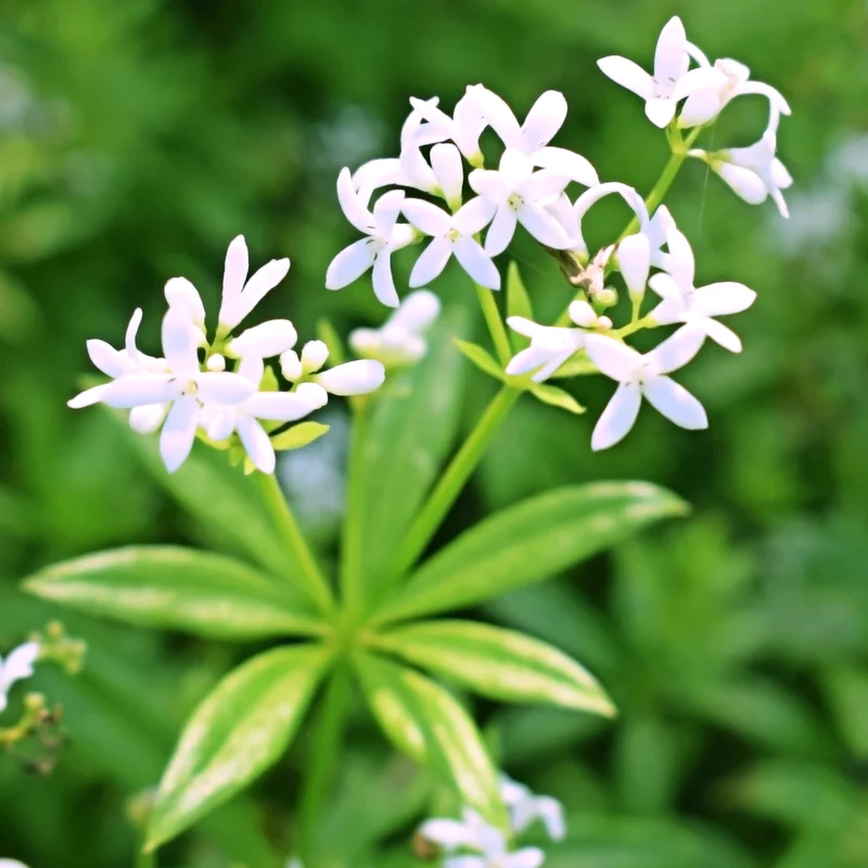 Aspérule odorante - Petit Muguet