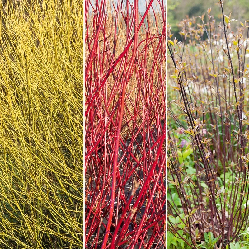 Collection de 3 Cornouillers : jaune, noir, rouge