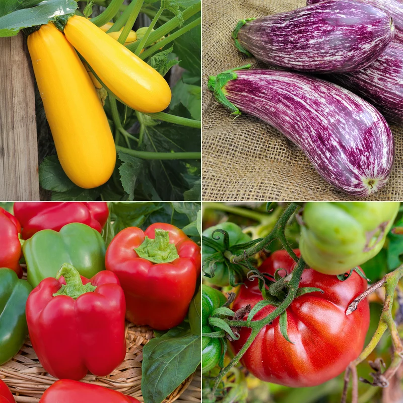 Collection de légumes du soleil