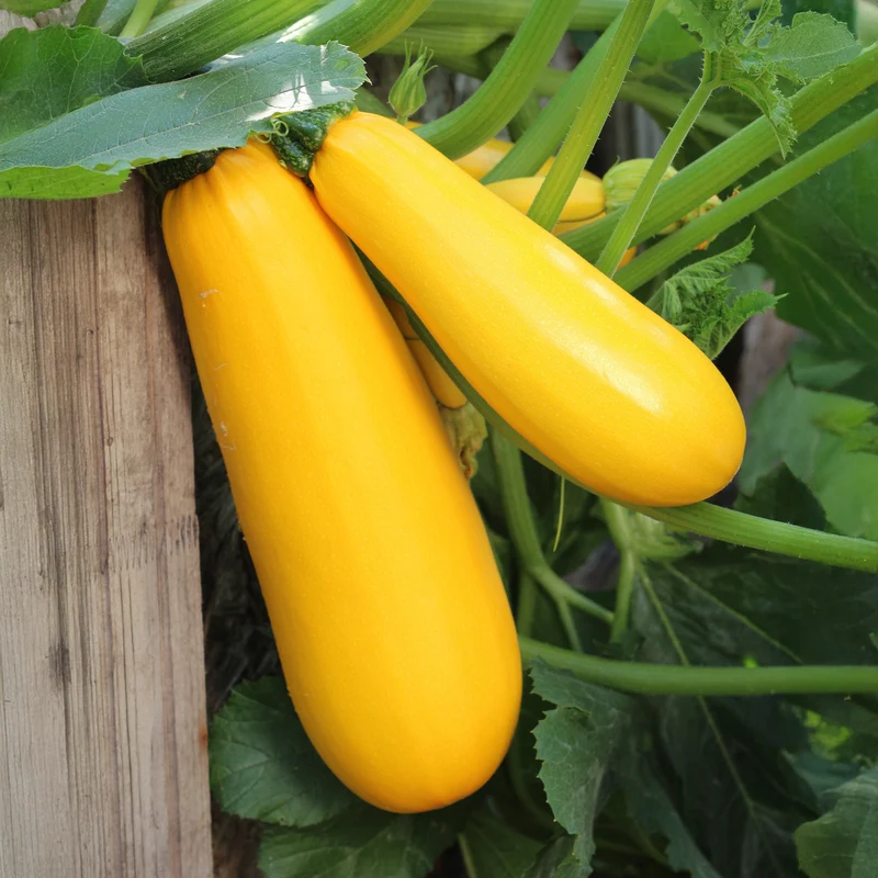 Collection de légumes du soleil