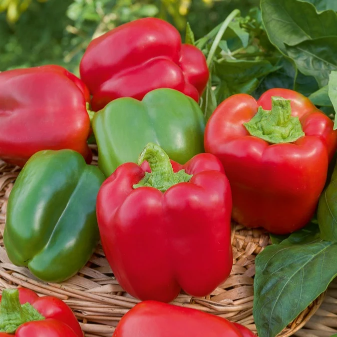 Collection de légumes du soleil