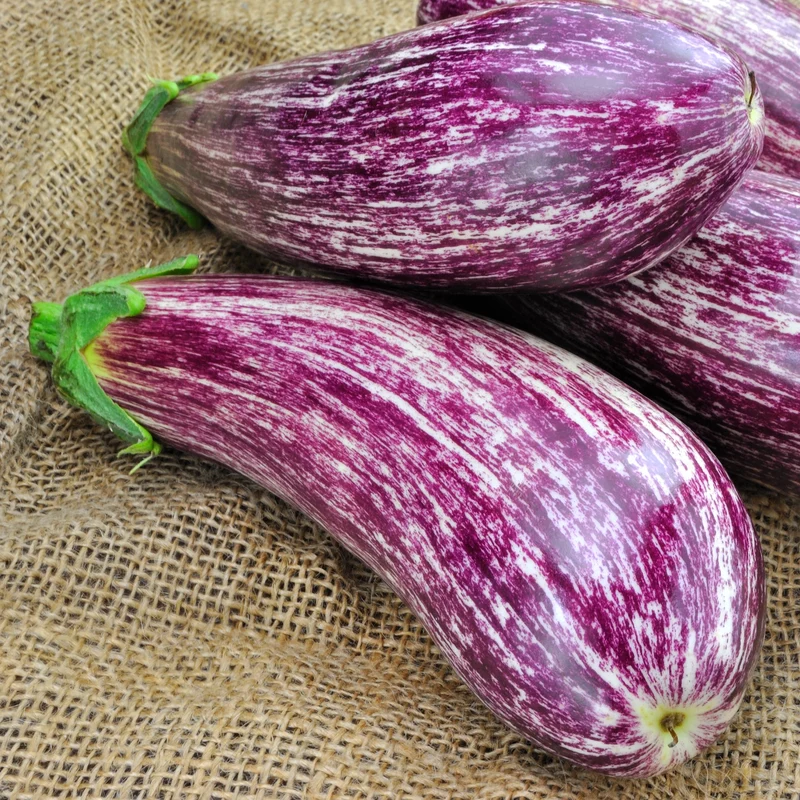 Collection de légumes du soleil