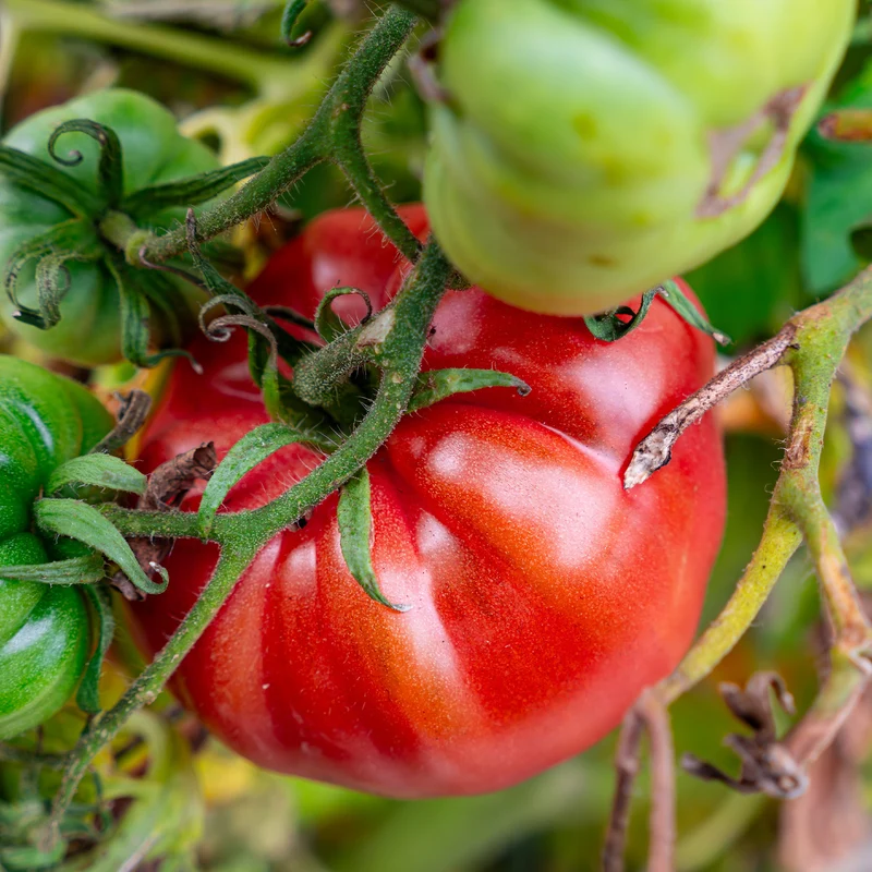 Collection de légumes du soleil