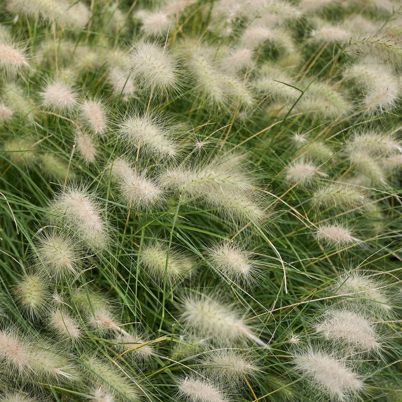 Herbe aux écouvillons hérissée - Pennisetum