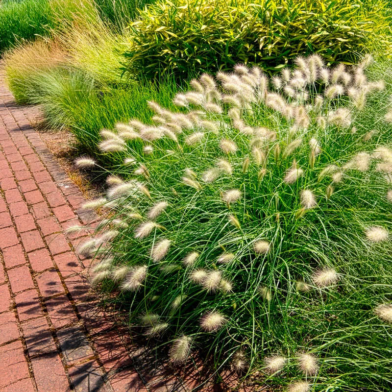 Herbe aux écouvillons hérissée - Pennisetum