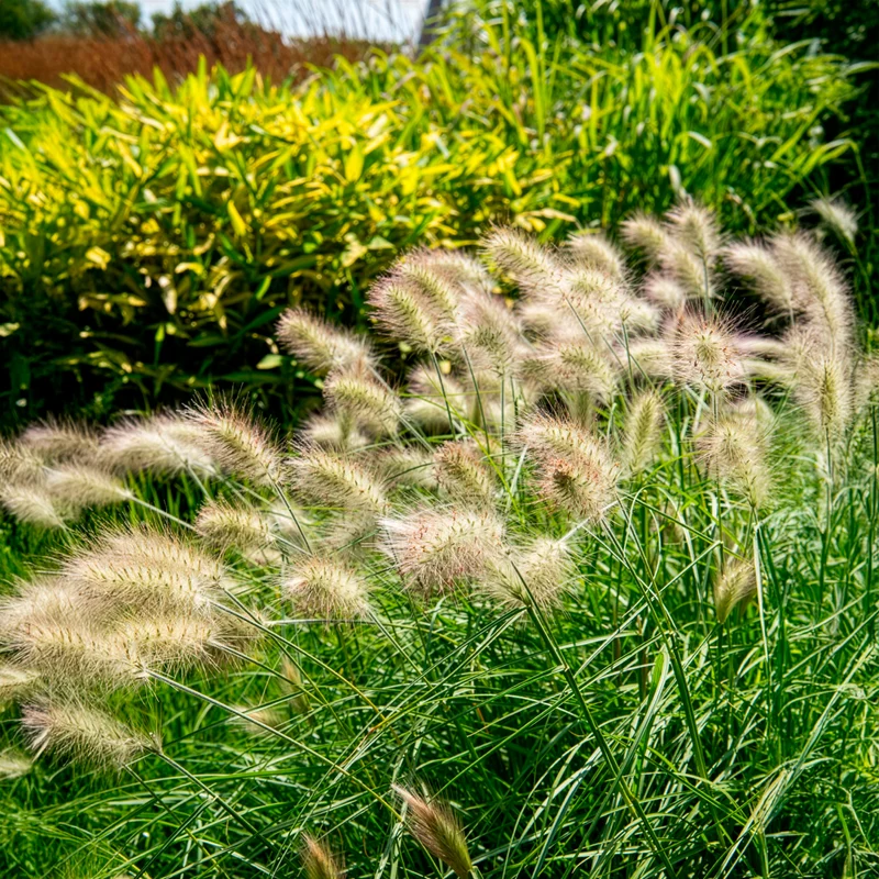 Herbe aux écouvillons hérissée - Pennisetum