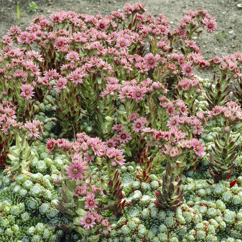 Joubarbe à toile d'araignée - Sempervivum