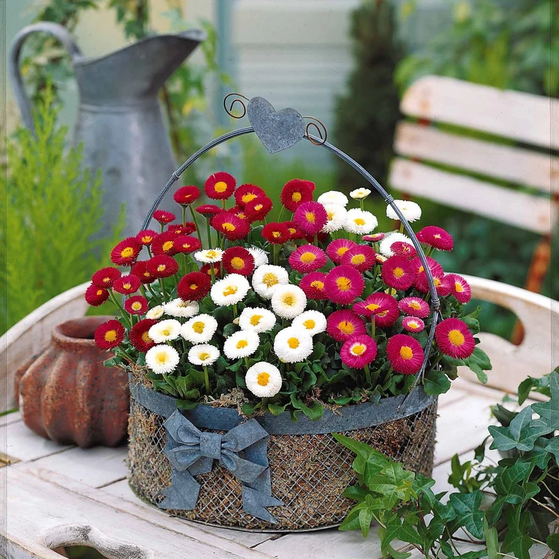 2 Pâquerettes en mélange