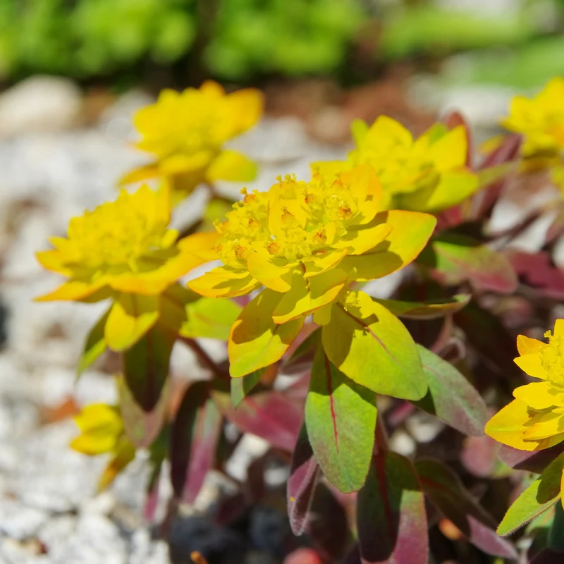Euphorbe polychrome Purpurea