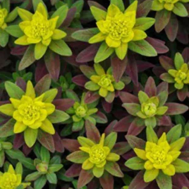 Euphorbe polychrome Purpurea