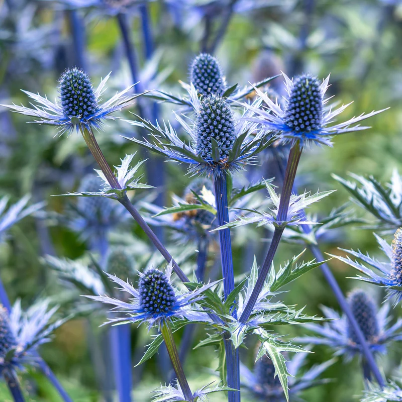 Panicaut hybride Big Blue