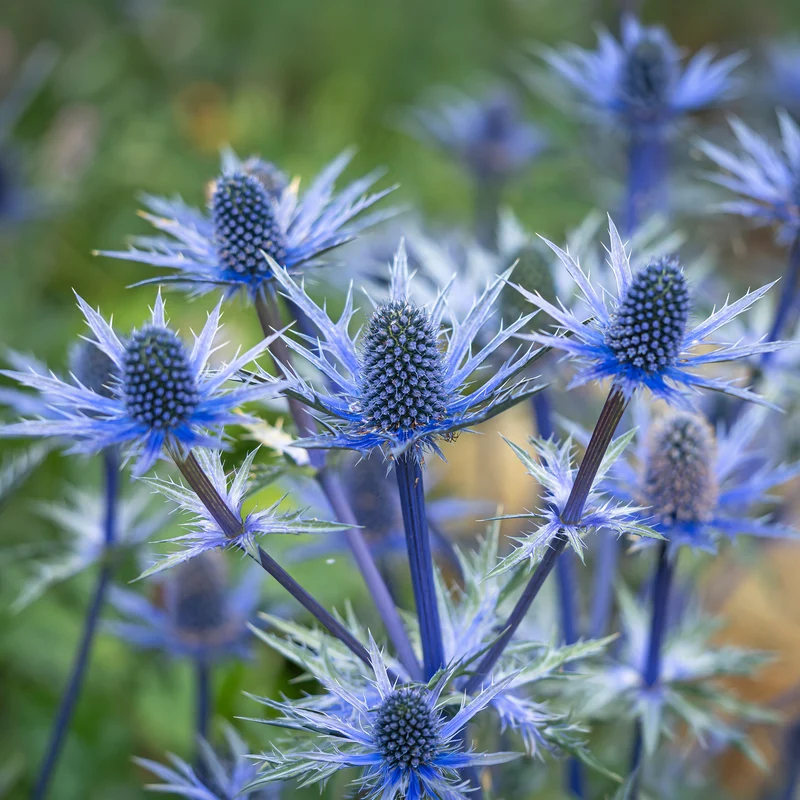 Panicaut hybride Big Blue
