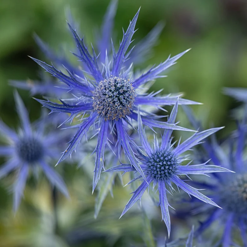 Panicaut hybride Big Blue