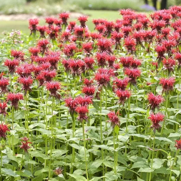 Monarde Cambridge Scarlet