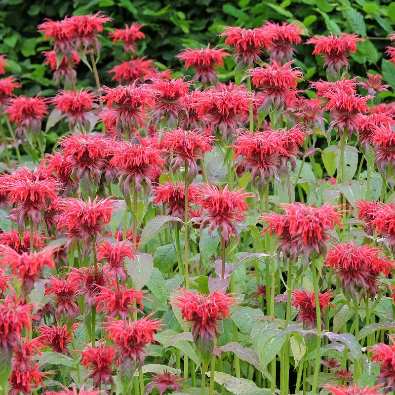 Monarde Cambridge Scarlet