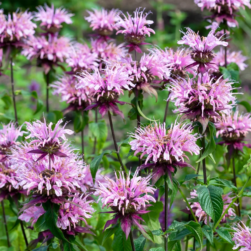 Monarde Beauty of Cobham