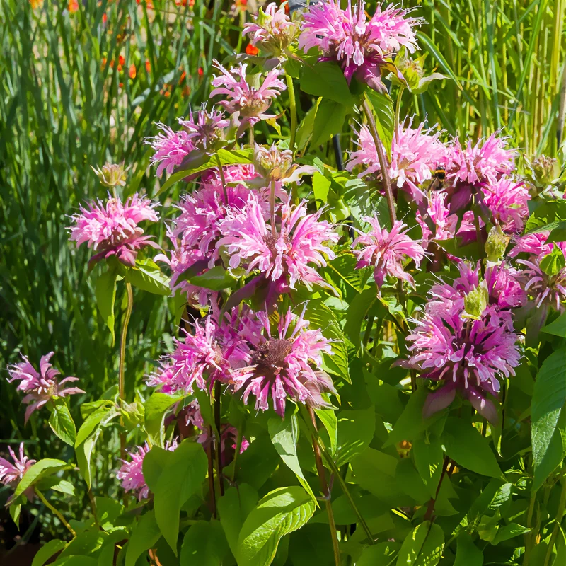 Monarde Beauty of Cobham