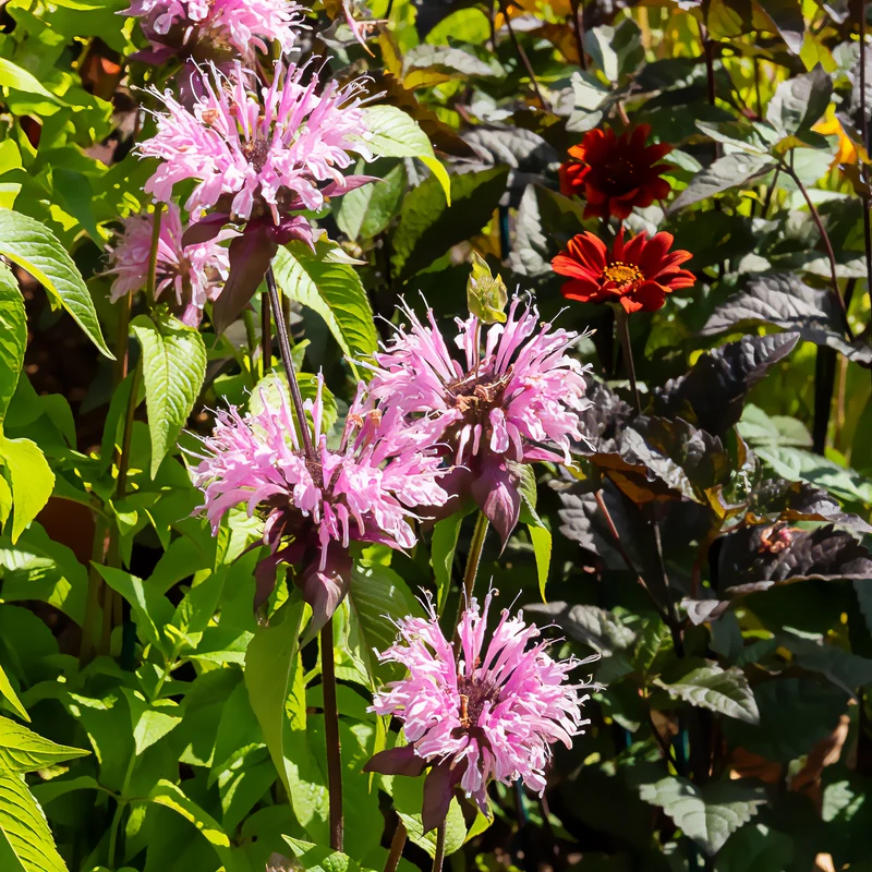Monarde Beauty of Cobham