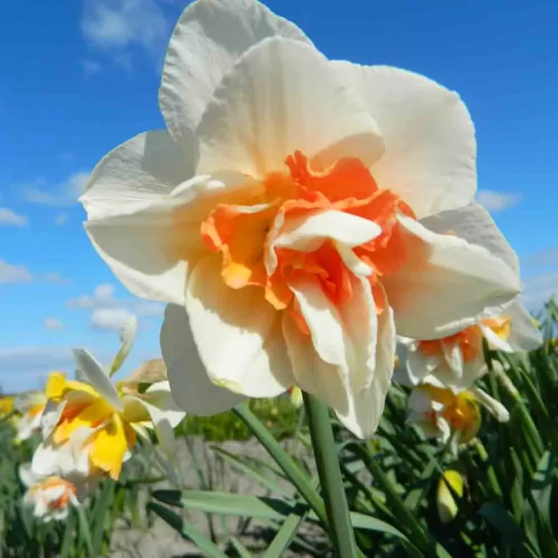 NARCISSE REPLETE AB
