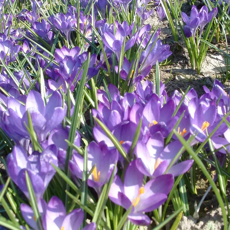 CROCUS TOMMASINIANUS 'RUBY GIANT' AB