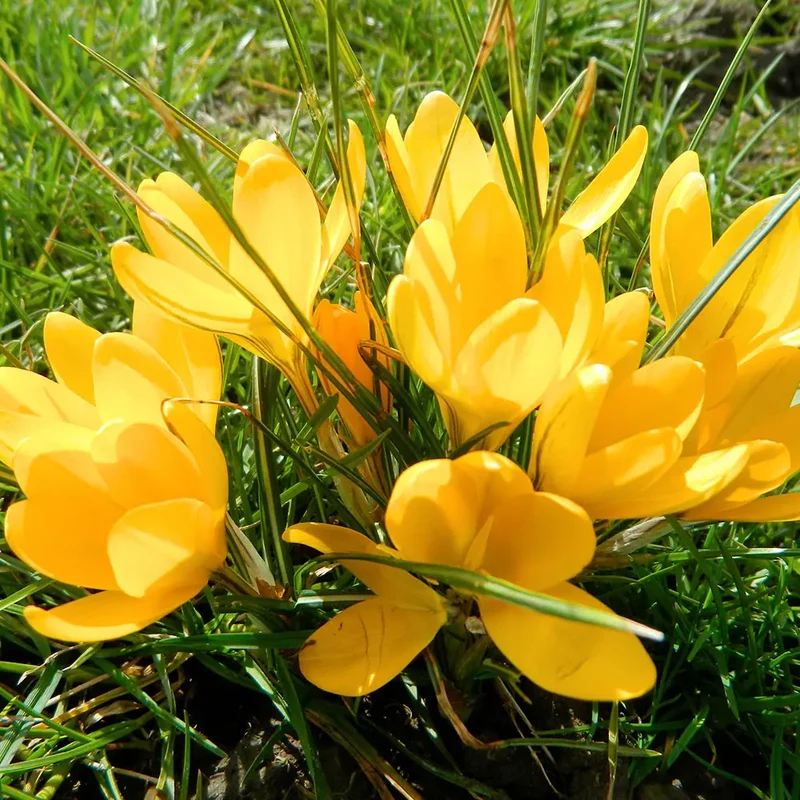 CROCUS FLAVUS 'GOLDEN YELLOW' AB