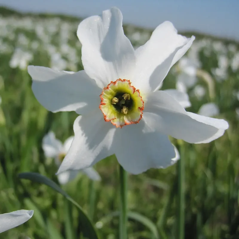 NARCISSE POETICUS RECURVUS