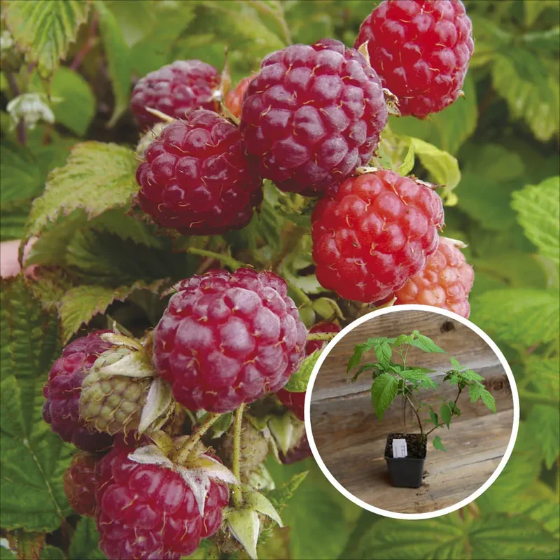 FRAMBOISIER BLISSY AUTUMN BLISS AB - PLANT
