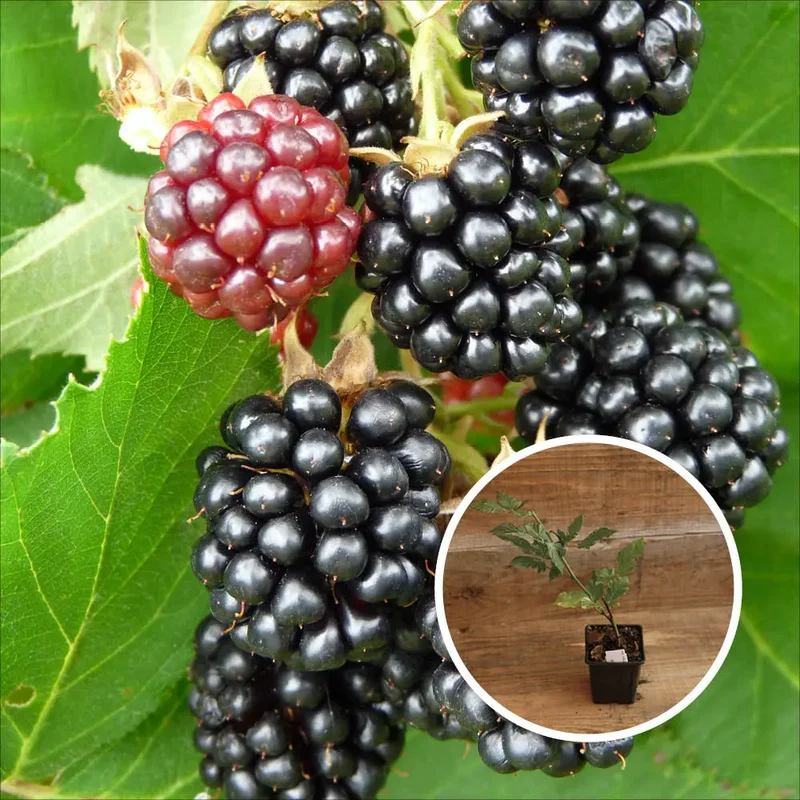 MÛRIER TRIPLE CROWN AB - PLANT
