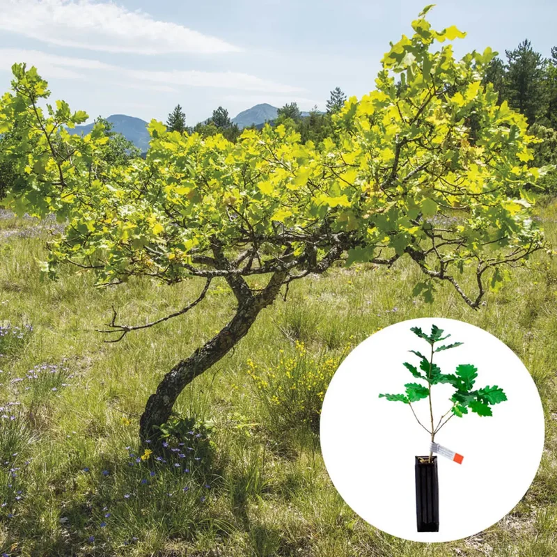 PLANT TRUFFIER CHÊNE PUBESCENT