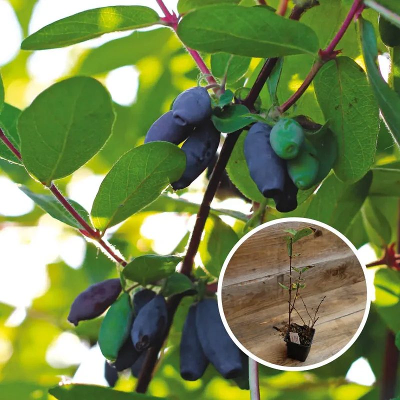CHÈVREFEUILLE COMESTIBLE KAMTCHATICA AB - PLANT