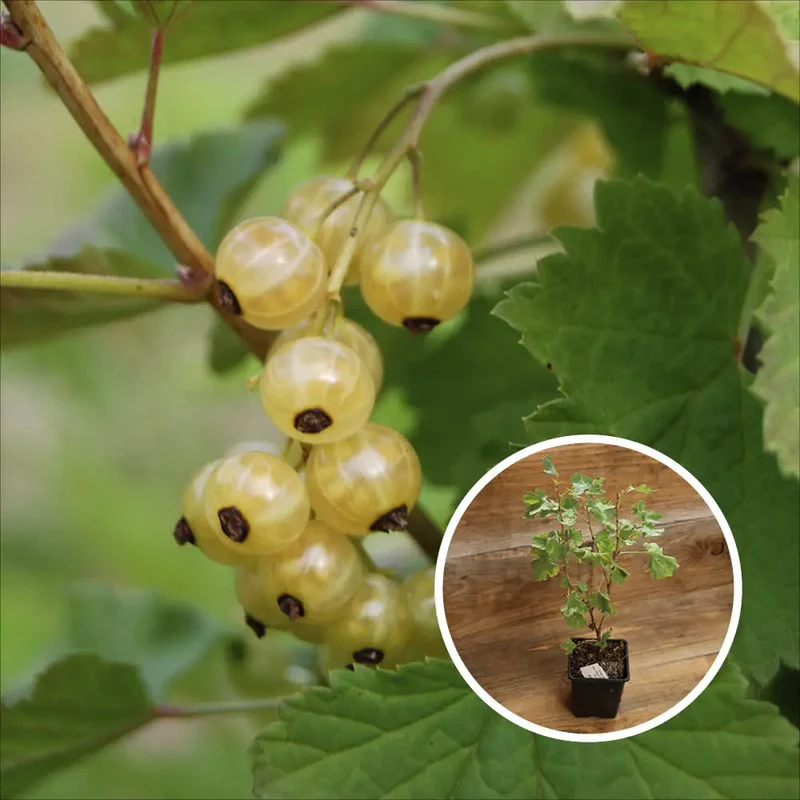 GROSEILLIER À GRAPPES BLANKA AB - PLANT
