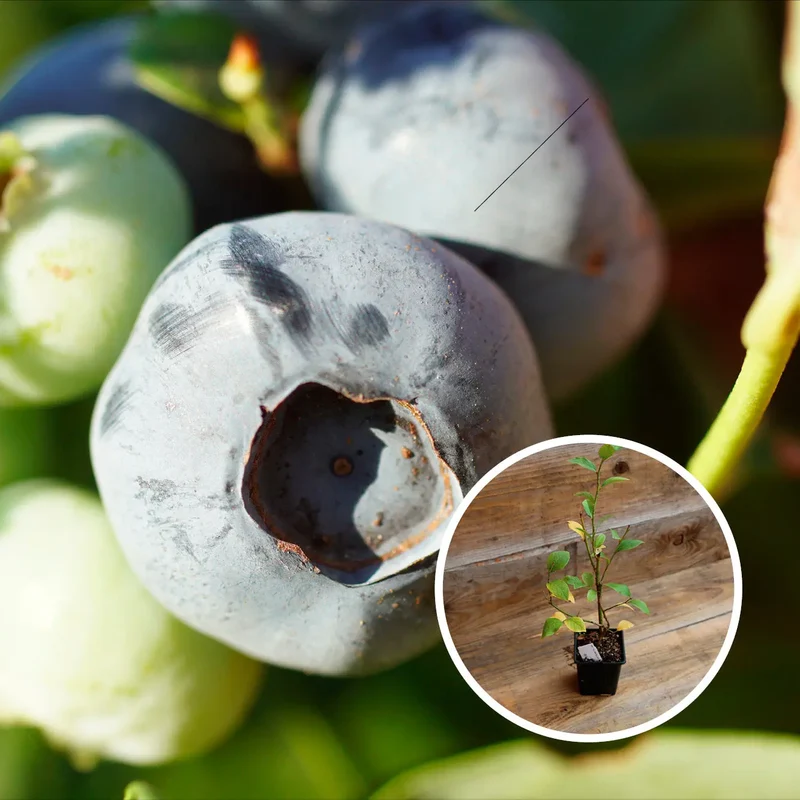 MYRTILLIER ARBUSTIF DARROW AB - PLANT