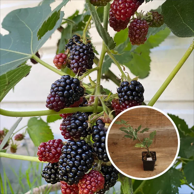 MÛRIER BLACK SATIN AB - PLANT