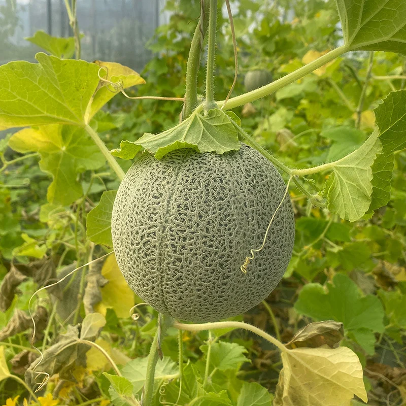 MELON CHILTON AB