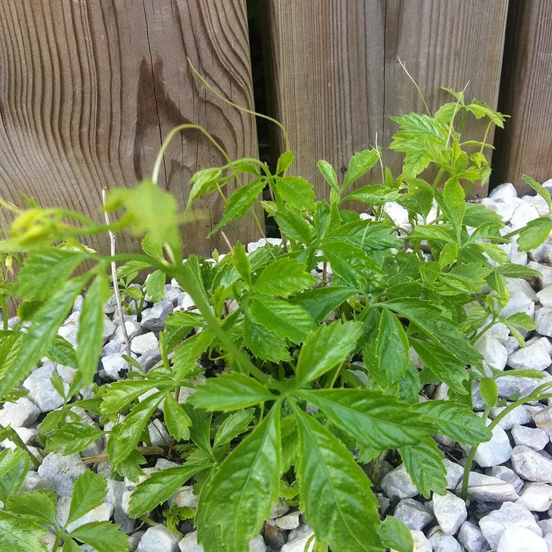 THÉ DE L'IMMORTALITÉ OU JIAOGULAN AB - PLANT