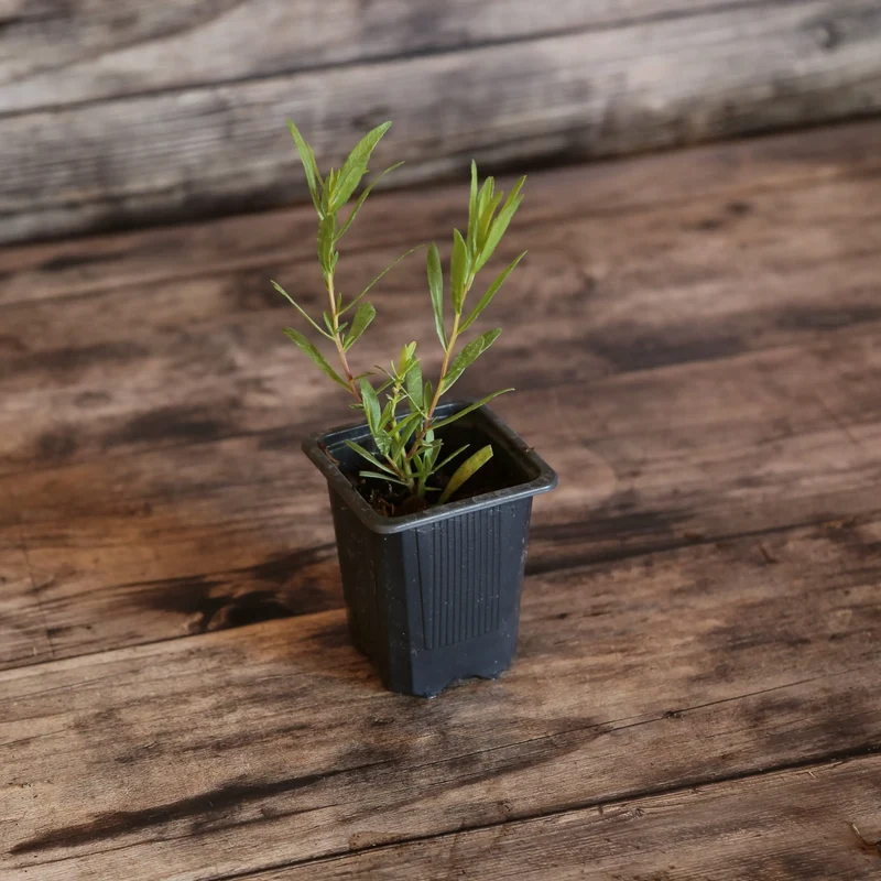 ESTRAGON VIVACE DIT FRANÇAIS AB - PLANT