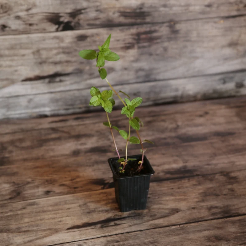 MENTHE POIVRÉE AB - PLANT