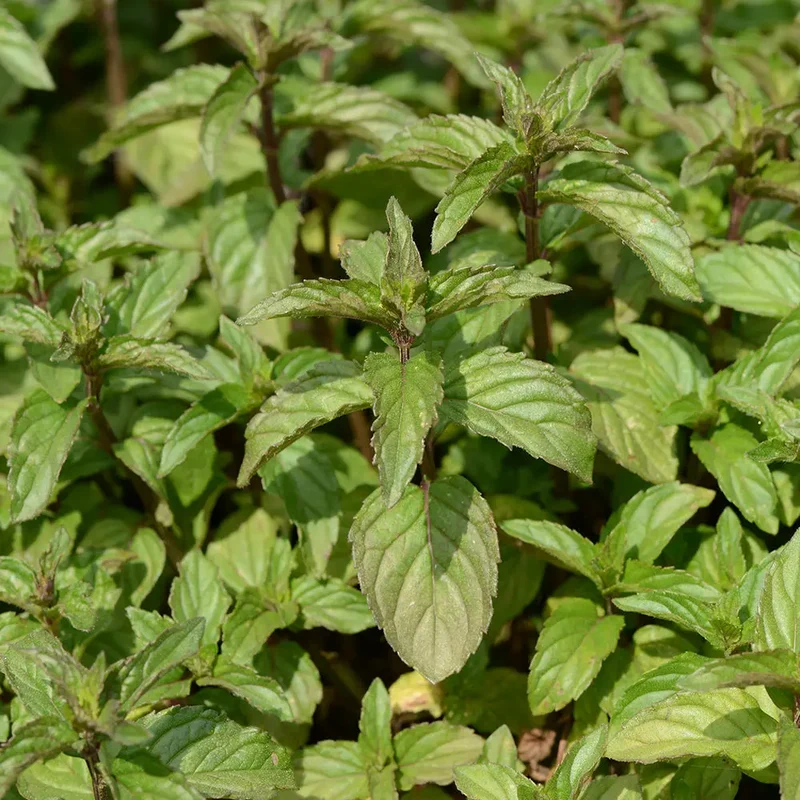 MENTHE POIVRÉE AB - PLANT