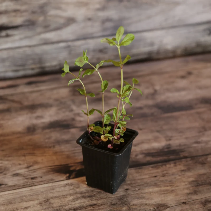 MENTHE CHOCOLAT AB - PLANT